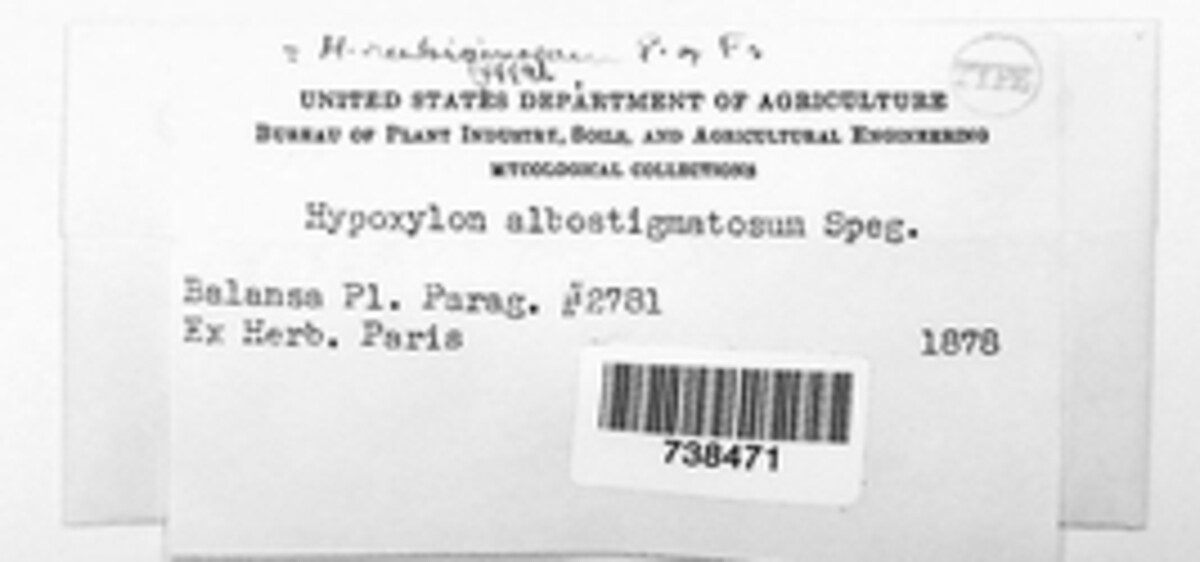 Hypoxylon anthochroum image